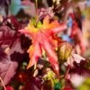 Liquidamber Styraciflua Sweet Gum Tree 7.5Ltr Pot (NL) -PlantCraft Sales Shop 0000000398514