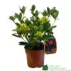 Skimmia Japonica 'Temptation' 2Ltr Pot (NL) 2 Skimmia Japonica 'Temptation' 2Ltr Pot (NL) -PlantCraft Sales Shop 0000000398528