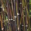 Fargesia Nitida 'Black Pearl' Bamboo 7.5Ltr Pot 2 Fargesia Nitida 'Black Pearl' Bamboo 7.5Ltr Pot -PlantCraft Sales Shop 0000000415237 c0054745 b8d7 4e34 9b62 e2b510df509a