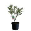 Euonymus Alatus 'Compactus' Plant 4Ltr Pot (NL) 2 Euonymus Alatus 'Compactus' Plant 4Ltr Pot (NL) -PlantCraft Sales Shop 00000275