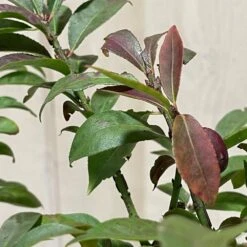 Euonymus Alatus 'Compactus' Plant 4Ltr Pot (NL) -PlantCraft Sales Shop 00000275 3