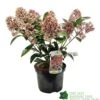 Skimmia Japonica 'Rubella' 3Ltr Pot (NL) 2 Skimmia Japonica 'Rubella' 3Ltr Pot (NL) -PlantCraft Sales Shop 00000286