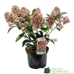 Skimmia Japonica 'Rubella' 3Ltr Pot (NL)