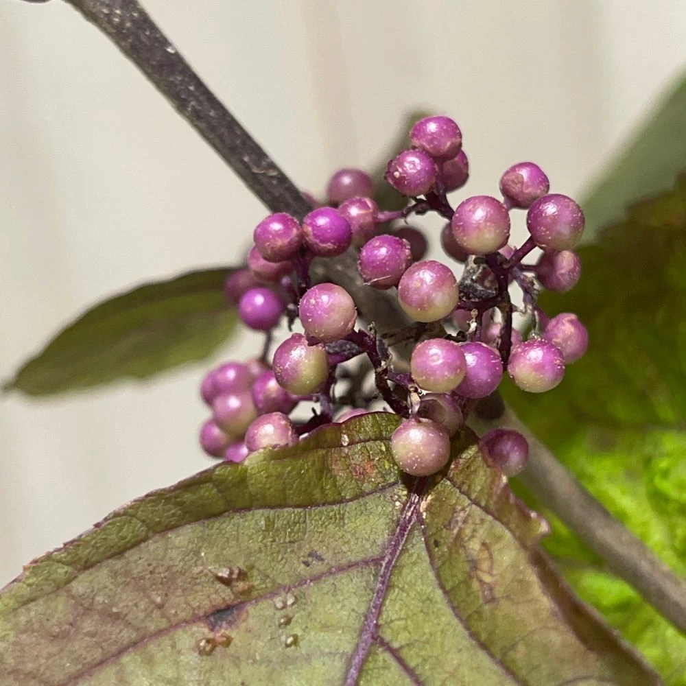 Callicarpa Bodinieri Var. Giraldii 'Profusion' Beauty Berry 50cm Tall(NL) 4 Callicarpa Bodinieri Var. Giraldii 'Profusion' Beauty Berry 50cm Tall(NL) - Image 2
