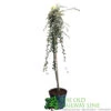 Cotoneaster 'Juliette' 80cm Tall (NL) -PlantCraft Sales Shop 00000625