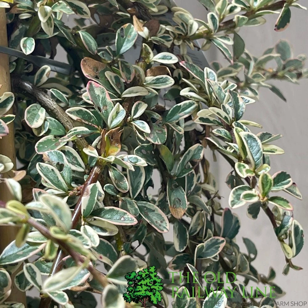 Cotoneaster 'Juliette' 80cm Tall (NL) 4 Cotoneaster 'Juliette' 80cm Tall (NL) - Image 2