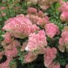 Hydrangea 'Vanille-Fraise' 40cm Tall (NL) -PlantCraft Sales Shop 00000627 61d5339e ca8a 49fe 930a 716fa5a2a5f6