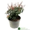 Pieris 'Bonfire' Plant 2Ltr Pot -PlantCraft Sales Shop 00001641