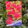 Azalea 'Geisha Red' Plant 3Ltr Pot (NL) -PlantCraft Sales Shop 00001652