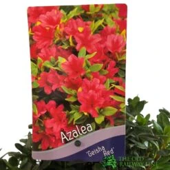 Azalea 'Geisha Red' Plant 3Ltr Pot (NL) -PlantCraft Sales Shop 00001652 2