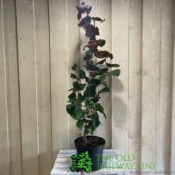 Corylus 'Red Majestic' Hazel Tree 70cm Tall (NL) -PlantCraft Sales Shop 00002653 2