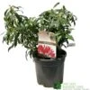 Pieris 'Forest Flame' 2Ltr Pot (NL) 1 Pieris 'Forest Flame' 2Ltr Pot (NL) -PlantCraft Sales Shop 00002656