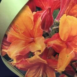 Azalea (Deciduous) 'Golden Eagle' 7.5Ltr Pot (NL) -PlantCraft Sales Shop 00002759 2