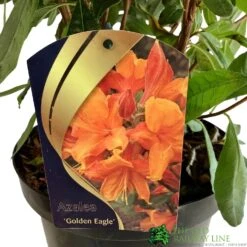 Azalea (Deciduous) 'Golden Eagle' 7.5Ltr Pot (NL) -PlantCraft Sales Shop 00002759