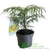 Mahonia 'Soft Caress' 3Ltr Pot (NL) 1 Mahonia 'Soft Caress' 3Ltr Pot (NL) -PlantCraft Sales Shop 00003291