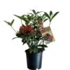 Skimmia Japonica 'Pabella' 1.5Ltr (NL) -PlantCraft Sales Shop 00003295