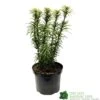 Cephalotaxus 'Korean Gold' Plum Yew Conifer 40cm Tall (NL) -PlantCraft Sales Shop 00003296