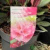 Rhododendron 'Wine & Roses' 3Ltr Pot (NL) -PlantCraft Sales Shop 00003895 2