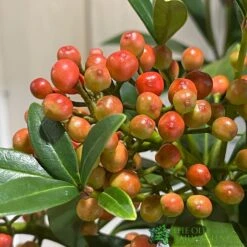 Skimmia Japonica 'Pabella' 4Ltr Pot (NL) -PlantCraft Sales Shop 00004158 3