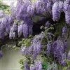 Wisteria Sinensis 'Prolific' Climber 7.5 Ltr Pot (NL) -PlantCraft Sales Shop 00004785 a5d783ef 7206 4787 8d92 6f2c74dd9444