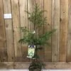 Cryptomeria 'Barabits Gold' Conifer5Ltr Pot (NL) -PlantCraft Sales Shop 00005465