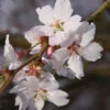 Prunus ‘Autumnalis Rosea' Cherry Blossom 120cm Tall (NL) 1 Prunus ‘Autumnalis Rosea' Cherry Blossom 120cm Tall (NL) -PlantCraft Sales Shop 11997 2 800x800 1