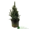 Picea 'Sanders Blue' Spruce Plant 3Ltr Pot (NL) 1 Picea 'Sanders Blue' Spruce Plant 3Ltr Pot (NL) -PlantCraft Sales Shop 2000000675510 d1a785f9 e367 456d 83ae 983b2dd00a8b