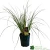 Cortaderia 'Pumila' 5Ltr Pot (NL) 2 Cortaderia 'Pumila' 5Ltr Pot (NL) -PlantCraft Sales Shop 30001104