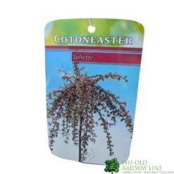 Cotoneaster 'Juliette' 80cm Tall (NL) 8 Cotoneaster 'Juliette' 80cm Tall (NL) -PlantCraft Sales Shop 30001111 1