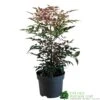 Nandina Domestica 'Obsessed' 2Ltr Pot (NL) 1 Nandina Domestica 'Obsessed' 2Ltr Pot (NL) -PlantCraft Sales Shop 30002508