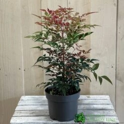 Nandina Domestica 'Obsessed' 2Ltr Pot (NL) -PlantCraft Sales Shop 30002508 2