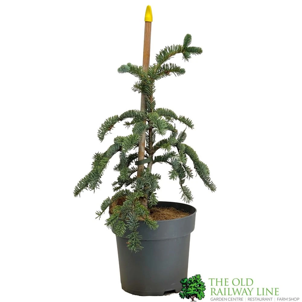 Abies 'Glauca' Noble Fir Conifer 3Ltr Pot (NL) 3 Abies 'Glauca' Noble Fir Conifer 3Ltr Pot (NL)
