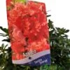Azalea 'Geisha Orange' 3Ltr Pot (NL) 2 Azalea 'Geisha Orange' 3Ltr Pot (NL) -PlantCraft Sales Shop 30008869 2