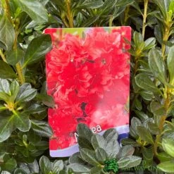 Azalea 'Geisha Orange' 3Ltr Pot (NL) 7 Azalea 'Geisha Orange' 3Ltr Pot (NL) -PlantCraft Sales Shop 30008869 5b9b6a4d 2eef 4de9 a7d5 74d146507ae8