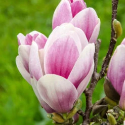 Magnolia 'Satisfaction' Tree 60cm Tall (NL) -PlantCraft Sales Shop 30136615 2 1