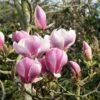 Magnolia 'Satisfaction' Tree 60cm Tall (NL) -PlantCraft Sales Shop 30136615 f509ee7f e033 4d18 b271 4c36c177245f