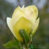 Magnolia 'Sunsation' Tree 50cm Tall (NL) -PlantCraft Sales Shop 30136620