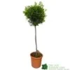 Olive Tree 'Olea Europaea' 1.7m Tall (NL) -PlantCraft Sales Shop 30166459 ca1430f3 7a74 4a95 98d4 63ae0a692e57