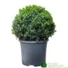 Buxus Ball 30cm Diameter Box Topiary Plant 7.5Ltr Pot -PlantCraft Sales Shop 30167099