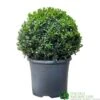 Buxus Ball Topiary Plant 22cm Pot 1 Buxus Ball Topiary Plant 22cm Pot -PlantCraft Sales Shop 30167099 b7f09a39 ec25 4308 938a da09aa4eb021