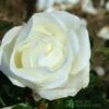 Whartons 'Silver Anniversary' Hybrid Tea White Rose Plant 3Ltr Pot -PlantCraft Sales Shop 5011622202081