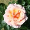 Peach Climbing Rose 'Compassion' 4Ltr Pot 2 Peach Climbing Rose 'Compassion' 4Ltr Pot -PlantCraft Sales Shop 5011622202234