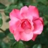 Whartons 'Galway Bay' Pink Climbing Rose 4Ltr Pot 1 Whartons 'Galway Bay' Pink Climbing Rose 4Ltr Pot -PlantCraft Sales Shop 5011622202319