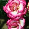 Pink Climbing Rose 'Handel' 4Ltr Pot 2 Pink Climbing Rose 'Handel' 4Ltr Pot -PlantCraft Sales Shop 5011622202357
