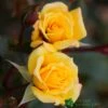 Whartons 'Laura Ford' Yellow Climbing Rose 4Ltr Pot -PlantCraft Sales Shop 5011622202395