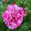 Rosa Gallica 'Versicolor' Rose 4Ltr Pot 2 Rosa Gallica 'Versicolor' Rose 4Ltr Pot -PlantCraft Sales Shop 5011622203590