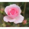 Pink Shrub Rose 'Bonica' 4Ltr Pot -PlantCraft Sales Shop 5011622203828