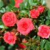 Whartons 'Birthday Wishes' Standard Tree Rose 50cm Stem -PlantCraft Sales Shop 5011622211250