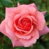 Pink Shrub Rose 'Festive Jewel' 4Ltr Pot -PlantCraft Sales Shop 5011622212486
