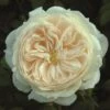 Cream Shrub Rose 'Macmillan Nurse' 4Ltr Pot -PlantCraft Sales Shop 5011622212998
